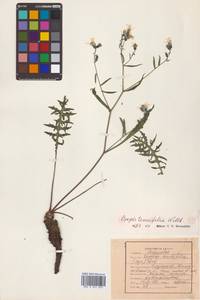 Crepidiastrum tenuifolium (Willd.) Sennikov, Сибирь, Дальний Восток (S6) (Россия)