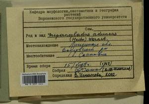 Drepanocladus aduncus (Hedw.) Warnst., Гербарий мохообразных, Мхи - Центральное Черноземье (B10) (Россия)