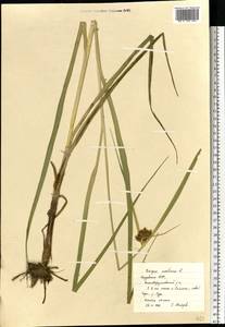 Клубнекамыш морской (L.) Palla, Восточная Европа, Средневолжский район (E8) (Россия)