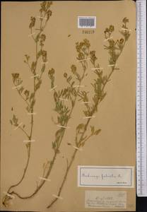 Люцерна серповидная L., Средняя Азия и Казахстан, Джунгарский Алатау и Тарбагатай (M5) (Казахстан)