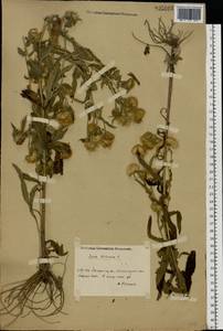 Pentanema britannicum (L.) D. Gut. Larr., Santos-Vicente, Anderb., E. Rico & M. M. Mart. Ort., Восточная Европа, Южно-Украинский район (E12) (Украина)