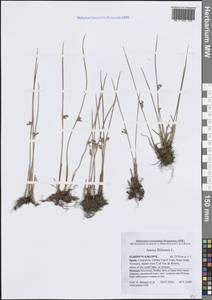 Ситник нитевидный L., Западная Европа (EUR) (Испания)