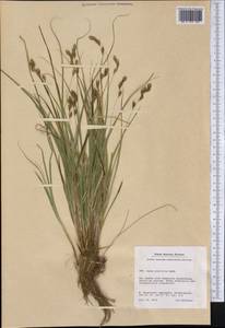 Carex praticola Rydb., Америка (AMER) (Гренландия)