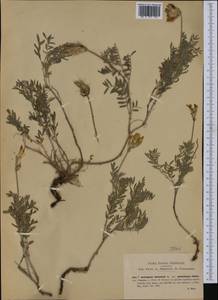 Astragalus vesicarius subsp. pastellianus (Pollini) Arcangeli, Западная Европа (EUR) (Италия)