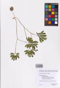 Хохлатка промежуточная, Хохлатка средняя (L.) Mérat, Восточная Европа (без точных пунктов) (E0)