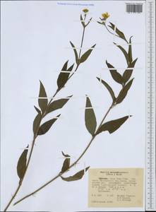 Aspilia mossambicensis (Oliv.) Wild, Африка (AFR) (Эфиопия)