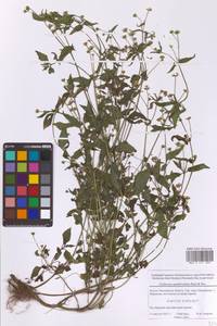 Галинзога четырехлучевая Ruiz & Pav., Восточная Европа, Московская область и Москва (E4a) (Россия)