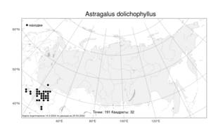 Astragalus dolichophyllus, Астрагал длиннолистный Pall., Атлас флоры России (FLORUS) (Россия)