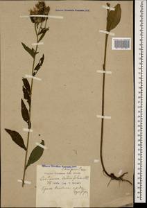 Centaurea phrygia subsp. salicifolia (M. Bieb. ex Willd.) Mikheev, Кавказ, Краснодарский край и Адыгея (K1a) (Россия)