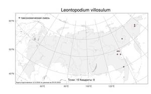 Leontopodium villosulum, Эдельвейс мохнатый A. P. Khokhr., Атлас флоры России (FLORUS) (Россия)