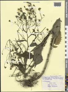 Бородавник промежуточный (M.Bieb.) Hayek, Кавказ, Черноморское побережье (от Новороссийска до Адлера) (K3) (Россия)