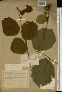 Орешник обыкновенный, Лещина обыкновенная L., Восточная Европа, Западный район (E3) (Россия)