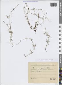 Лютик Гмелина DC., Сибирь, Центральная Сибирь (S3) (Россия)