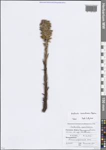 Заразиха синеватая Stephan, Восточная Европа, Ростовская область (E12a) (Россия)