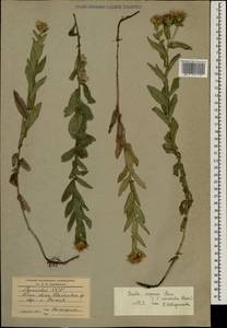 Pentanema asperum (Poir.) G.V.Boiko & Korniy., Кавказ, Армения (K5) (Армения)