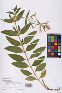 Мыльнянка лекарственная L., Восточная Европа, Центральный лесостепной район (E6) (Россия)