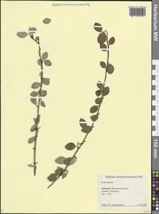 Кизильник, Кавказ, Армения (K5) (Армения)