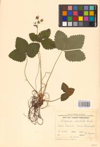 Земляника мускусная Duchesne, Восточная Европа, Эстония (E2c) (Эстония)