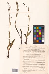 Ophrys insectifera subsp. insectifera, Восточная Европа, Северо-Западный район (E2) (Россия)