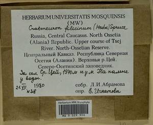 Cratoneuron filicinum (Hedw.) Spruce, Гербарий мохообразных, Мхи - Северный Кавказ и Предкавказье (B12) (Россия)