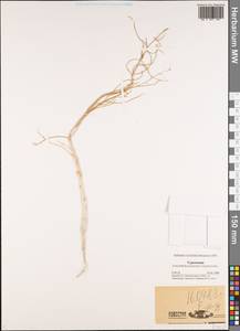 Brassicaceae, Средняя Азия и Казахстан, Каракумы (M6) (Туркмения)