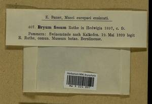 Ptychostomum salinum (I. Hagen ex Limpr.) J.R. Spence, Гербарий мохообразных, Мхи - Западная Европа (BEu) (Польша)