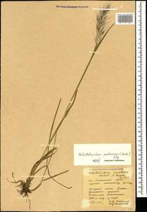 Avenula pubescens (Huds.) Dumort., Кавказ, Южная Осетия (K4b) (Южная Осетия)