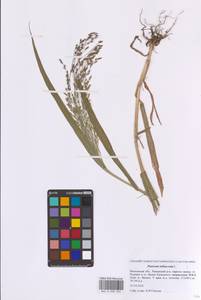 Просо посевное L., Восточная Европа, Московская область и Москва (E4a) (Россия)