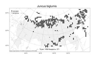 Juncus biglumis, Ситник двухчешуйный L., Атлас флоры России (FLORUS) (Россия)