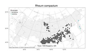 Rheum compactum, Ревень компактный L., Атлас флоры России (FLORUS) (Россия)