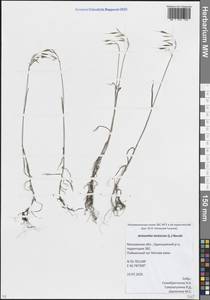 Костер кровельный L., Восточная Европа, Московская область и Москва (E4a) (Россия)