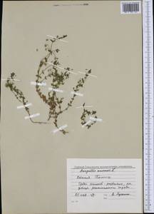 Lysimachia arvensis subsp. arvensis, Западная Европа (EUR) (Италия)