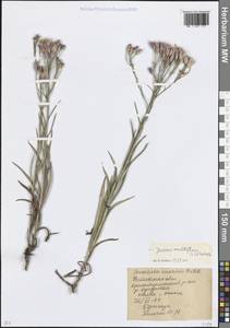 Наголоватка многоцветковая (L.) B.Fedtsch., Восточная Европа, Ростовская область (E12a) (Россия)