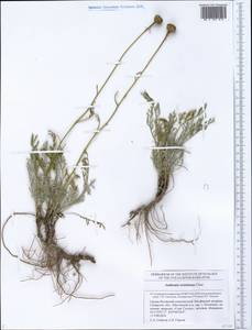 Archanthemis trotzkiana (Claus ex Bunge) Lo Presti & Oberpr., Восточная Европа, Средневолжский район (E8) (Россия)