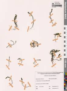 Болотник обоеполый L., Сибирь, Чукотка и Камчатка (S7) (Россия)