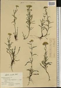 Тысячелистник мелкоцветковый Willd., Восточная Европа, Северо-Украинский район (E11) (Украина)