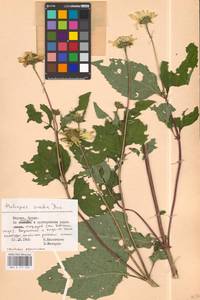 Heliopsis helianthoides var. scabra (Dunal) Fernald, Восточная Европа, Литва (E2a) (Литва)