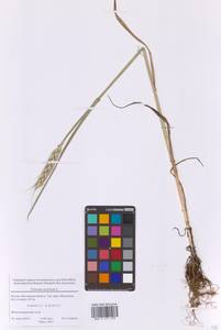 Пшеница летняя, Пшеница обыкновенная L., Восточная Европа, Московская область и Москва (E4a) (Россия)