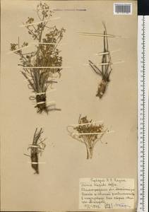 Триния щетинисто-волосистая, Триния щетинистоволосая Hoffm., Восточная Европа, Нижневолжский район (E9) (Россия)