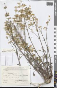 Silene chersonensis (Zapał.) Kleopow, Восточная Европа, Нижневолжский район (E9) (Россия)