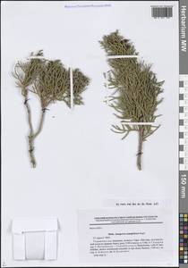 Можжевельник полушаровидный Regel, Средняя Азия и Казахстан, Памир и Памиро-Алай (M2) (Таджикистан)