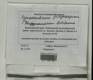 Cynodontium polycarpon (Hedw.) Schimp., Гербарий мохообразных, Мхи - Красноярский край, Тыва и Хакасия (B17) (Россия)