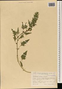 Blitum virgatum subsp. virgatum, Зарубежная Азия (ASIA) (Турция)