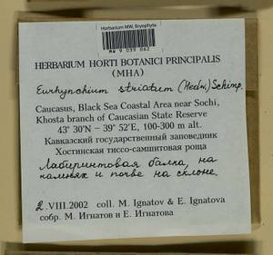 Eurhynchium striatum (Schreb. ex Hedw.) Schimp., Гербарий мохообразных, Мхи - Северный Кавказ и Предкавказье (B12) (Россия)