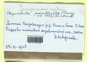 Plagiochila porelloides (Torr. ex Nees) Lindenb., Гербарий мохообразных, Мхи - Западная Сибирь (включая Алтай) (B15) (Россия)