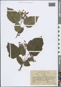 Клен татарский, Черноклен L., Восточная Европа, Центральный лесостепной район (E6) (Россия)