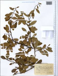 Magnoliopsida, Африка (AFR) (Эфиопия)