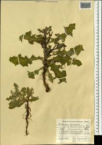 Cirsium arvense var. vestitum Wimm. & Grab., Монголия (MONG) (Монголия)