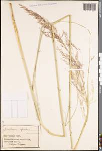 Neotrinia splendens (Trin.) M.Nobis, P.D.Gudkova & A.Nowak, Средняя Азия и Казахстан, Северный и Центральный Тянь-Шань (M4) (Киргизия)