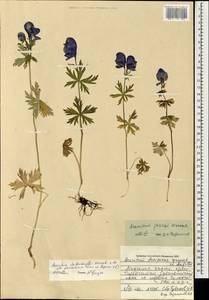 Борец железистый Rapaics, Монголия (MONG) (Монголия)